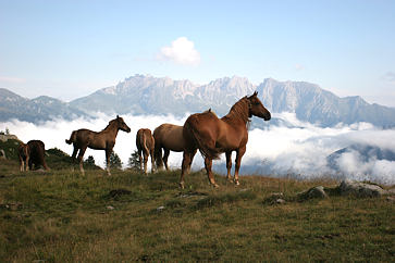 Cavalli presso Lago delle Trote